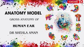 Model of Ear  Gross Anatomy  OSPE preparation  Dr Shehla Aman [upl. by Leziar]