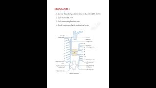 Hemiazygos vein📝 mbbslife trending thorax anatomy medicalconcepts28 [upl. by Aiuqat823]