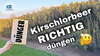 Kirschlorbeer I Kirschlorbeerhecke RICHTIG düngen  SO WIRDS GEMACHT [upl. by Owens]