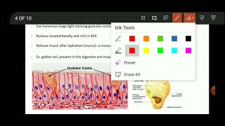 Anatomy of Glandular Epithelium  Cell junctions  fourth lecture [upl. by Kepner]