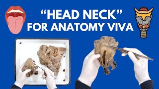 Head Neck Specimens Demonstration for Anatomy Viva  Tongue Larynx and More  Cadaveric Anatomy [upl. by Aicenod]