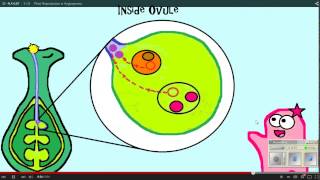 Plant Reproduction Amoeba Sisters WS 12 11 14 [upl. by Airdnahs]