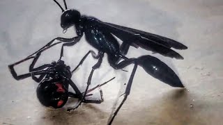 Wasp VS Black Widow Spider  4K Battle CloseUp Footage Shorts [upl. by Airres]