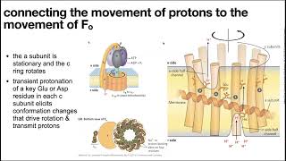 Oxidative phosphorylation oxphos ATP synthase mechanism amp ETC regulation amp uncoupling [upl. by Ntisuj]