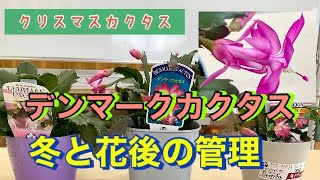 シャコバサボテン、クリスマスカクタス、デンマークカクタス！冬と花後の管理！！ [upl. by Aloibaf]