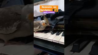 shortsfeed calopsitasmansa birds Nina mexendo o Relógio do meu Pai 😂🦜⌚ [upl. by Ecadnarb]