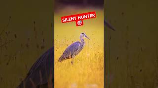 Will the Grey Heron’s Patience Pay Off 🐦🎯 Wildlife Videography 🎥 [upl. by Ahserkal421]