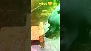 Beautiful Tilawat ❤️ shorts short islam islamic youtubeshorts quran boost reach [upl. by Nuriel]