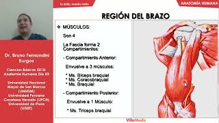 Anatomía Humana FÁCIL Brazo  codo  antebrazo  muñeca  Parte 3  Ciencias básicas  Villamedic [upl. by Idonna338]