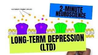 2Minute Neuroscience LongTerm Depression LTD [upl. by Divad]