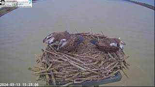 3311 MALE OSPREY AT MANTON BAY RUTLAND OSPREY PROJECT ARRIVES 130324  152524 [upl. by Aliehc792]