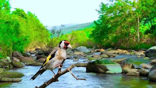 Relax with beautiful nature birds chirping water flowing 1 [upl. by Randa177]