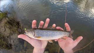 Salmon Creek Trout Fishing Tionesta PA [upl. by Ryun514]