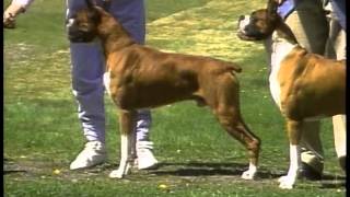 Boxer  AKC Dog Breed Series [upl. by Akim]