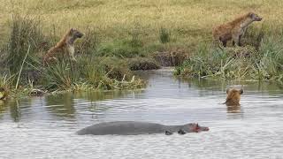 Hippo Vs hyena clan  hippo defends calfs corpse [upl. by Isaak]