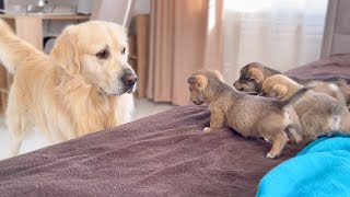 Golden Retriever Meets Puppies for the First Time [upl. by Aramal]