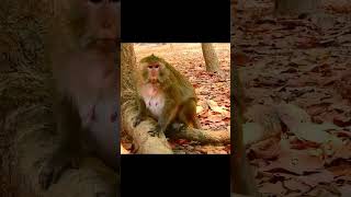 Giving birth mom monkey monkeylove animal [upl. by Frere]