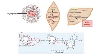 MMP Exam 1 Section 3 Carbohydrate Metabolism Glycogen Pentose Pathway Gluconeogenesis [upl. by Capon]