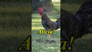 Alicia Alysha Aleesha come get your rooster🐓 aleesha alysha rooster chickens farmjokester [upl. by Burg]