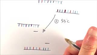 A2 Biology  Polymerase chain reaction PCR OCR A Chapter 211 [upl. by Teerprug]