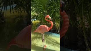 Puerto Costa Maya  Pink Flamingo Gossip royalcaribbean pinkflamingos costamaya flamingo [upl. by Elleneg]