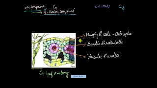 The C4 Pathway  Photosynthesis in Higher Plants  Biology  Khan Academy [upl. by Salahi145]