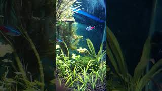 Cute tetras aquariumaquascape fishaquarium aquarium neontetra plantedaquarium [upl. by Englebert774]