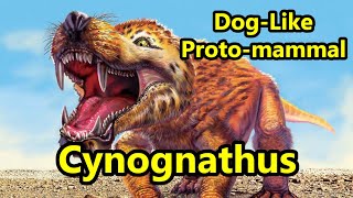 Cynognathus The Giant DogLike Cynodont of the Triassic Period [upl. by Jegar]