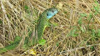 Lézard vert le 22 juin 2019 [upl. by Ladnar381]