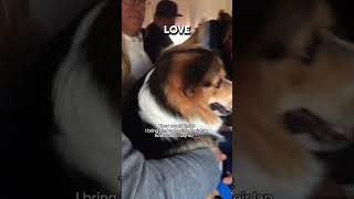 Dog loves to sit with stranger on a plane [upl. by Eecats]