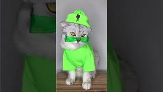 Billie Eilish cat [upl. by Yrffoeg]