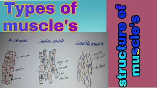 How to draw types of muscles Smoothskeletal and cardiac muscleBiology diagram [upl. by Akeber]