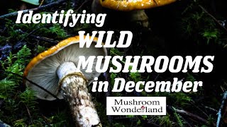 Identifying Wild Mushrooms in December [upl. by Enytsirhc]