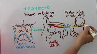 IV PAR CRANEAL NERVIO TROCLEAR  PATETICO [upl. by Roon92]