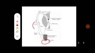 Q Describe reciprocal innervation and inverse stretch reflex [upl. by Kaya358]