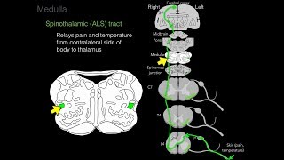 Foundational features of the brainstem [upl. by Ttayh]