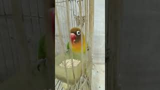 Lovebird ngekek panjang istimewa [upl. by Rufina]