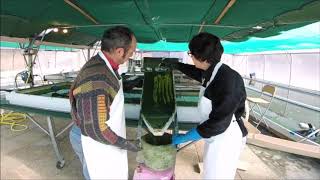 Spirales de lux  Notre ferme de spiruline française Condillac 26 [upl. by Susejedesoj]