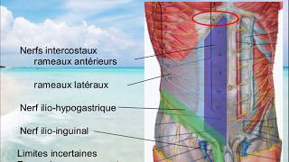 Vascularisation et innervation PAROI DE LABDOMEN [upl. by Einnalem]