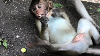 Baby monkey seizures itself [upl. by Rudiger210]