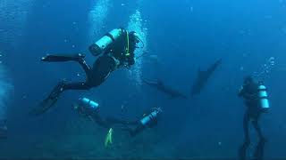 DIVING REVILLAGIGEDO ISLANDS Socorro  Liveaboard Day 2 and 3 Socorro [upl. by Erialcyram246]