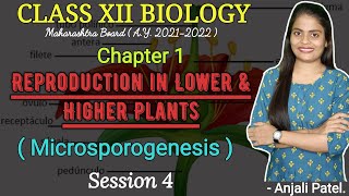 Class XII BIOLOGY REPRODUCTION IN LOWER AND HIGHER PLANTS  Microsporogenesis [upl. by Brianne]