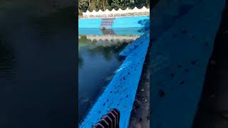 Hot water spring in Garampani Wildlife Sanctuary in Karbi Anglong district minivlog travel [upl. by Rasure444]