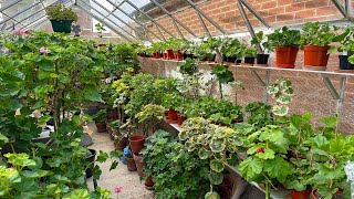 My Pelargonium Greenhouse and upcoming jobs in late January [upl. by Yvon]