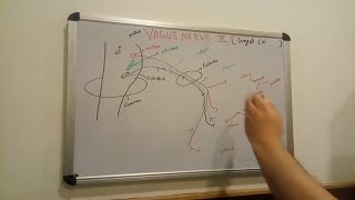 vagus nerve lecture by Drhemant [upl. by Ayardna]