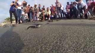 Leatherback sea turtle release Gopro Hero 3 Black 1080 [upl. by Saudra]