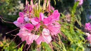 Adding the beautifully unique Cleome spider flower to your garden and attracting pollinators [upl. by Pedro]