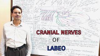 Cranial Nerves of Labeo Rohita [upl. by Arenat]