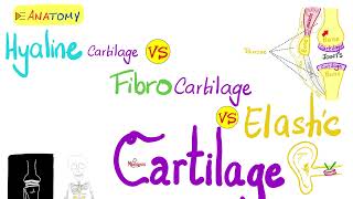 Hyaline vs Fibrocartilage vs Elastic CartilageComparisonTypes of cartilage  Anatomy 💀 [upl. by Selwyn]