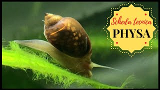 Lumache PHYSA in acquario Bisogna toglierle 🐌Scheda tecnica [upl. by Eedak]